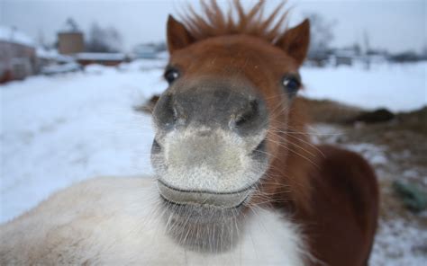 wallpaper cute horse